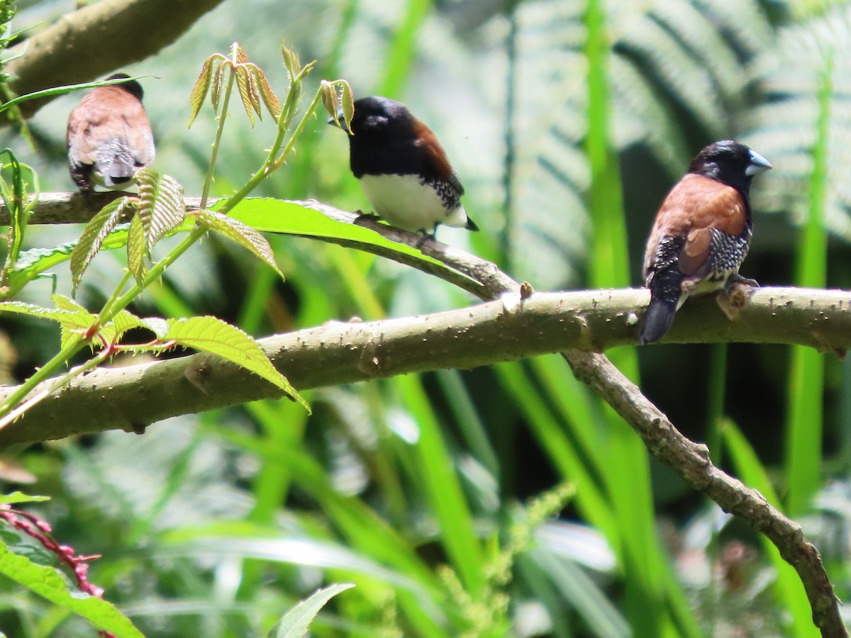 クロシチホウ - ML645381496