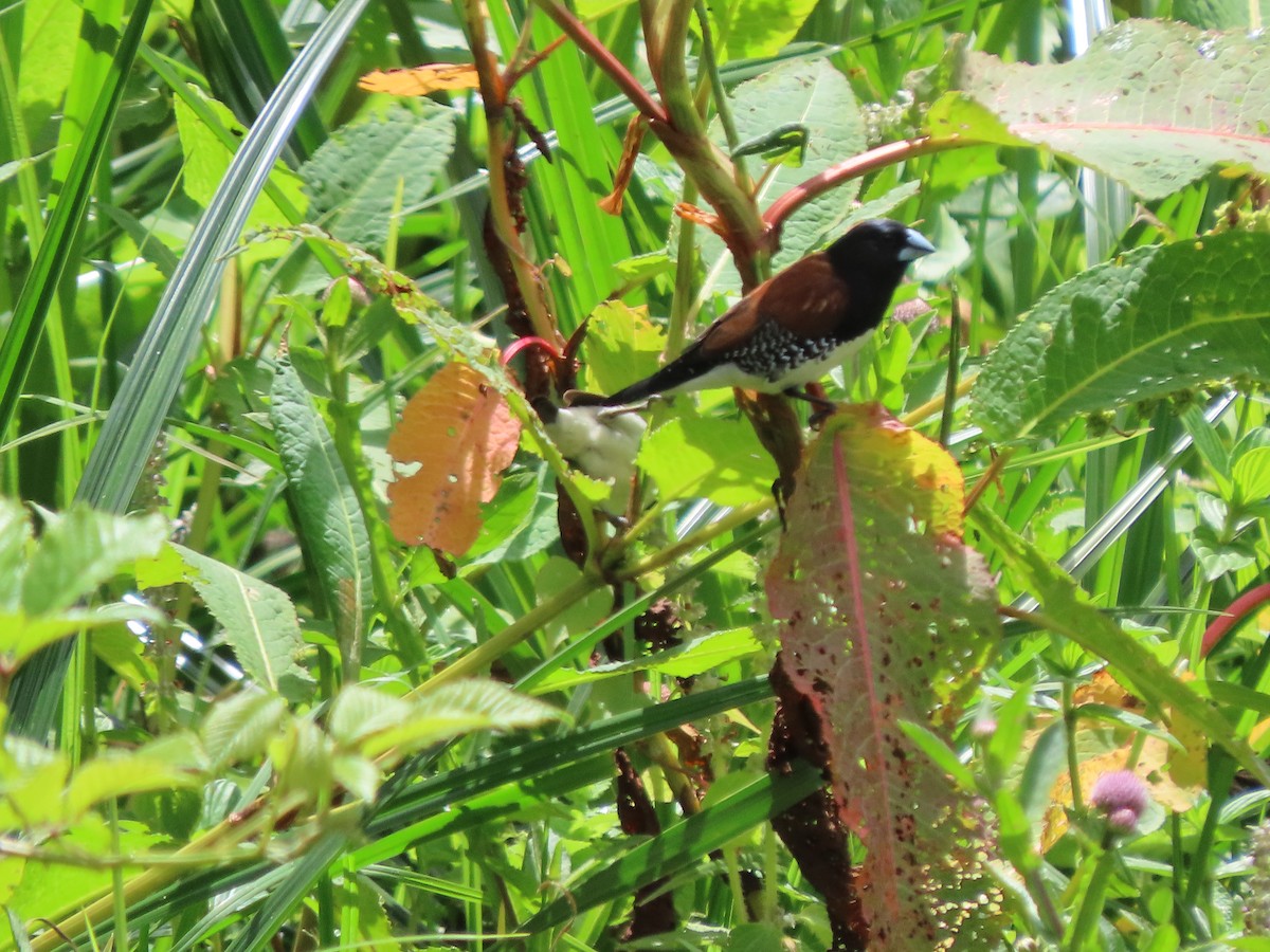 クロシチホウ - ML645381499