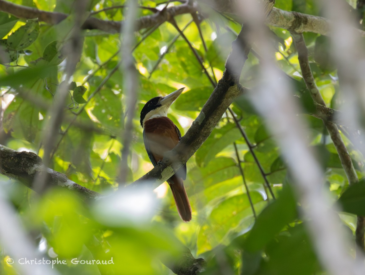 Cucaburra Ventrirrufa - ML645381554
