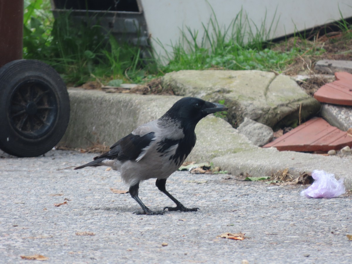 Hooded Crow - ML645381557
