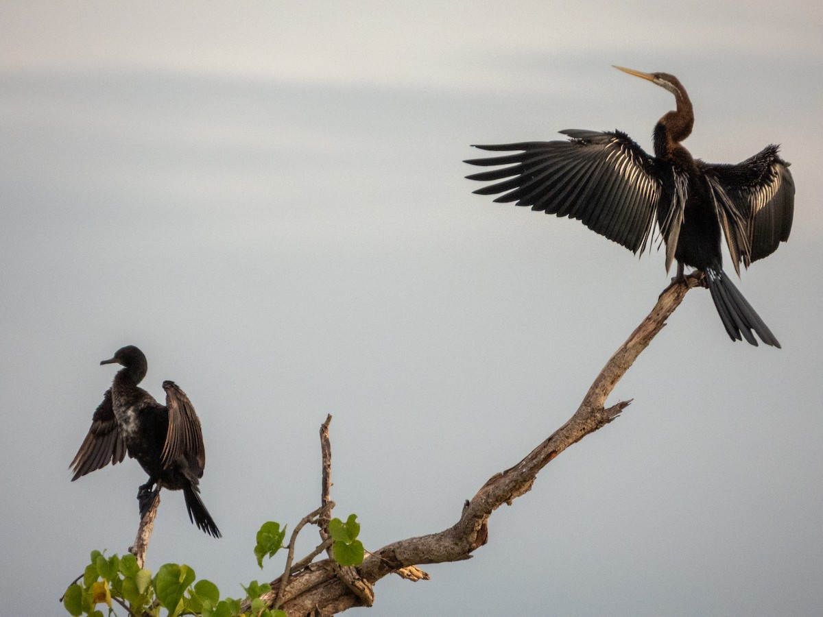 orientslangehals - ML645381559