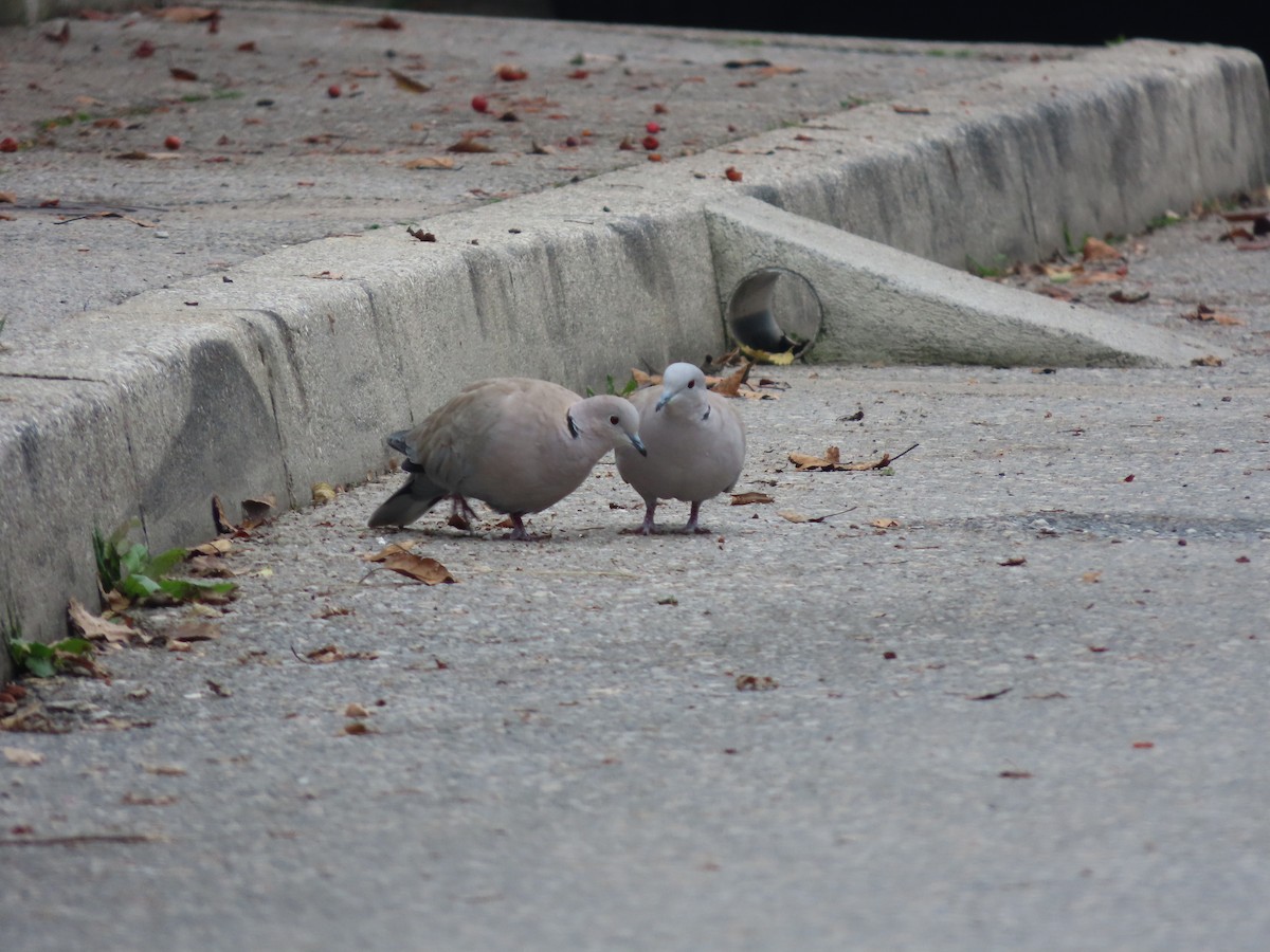 Eurasian Collared-Dove - ML645381580