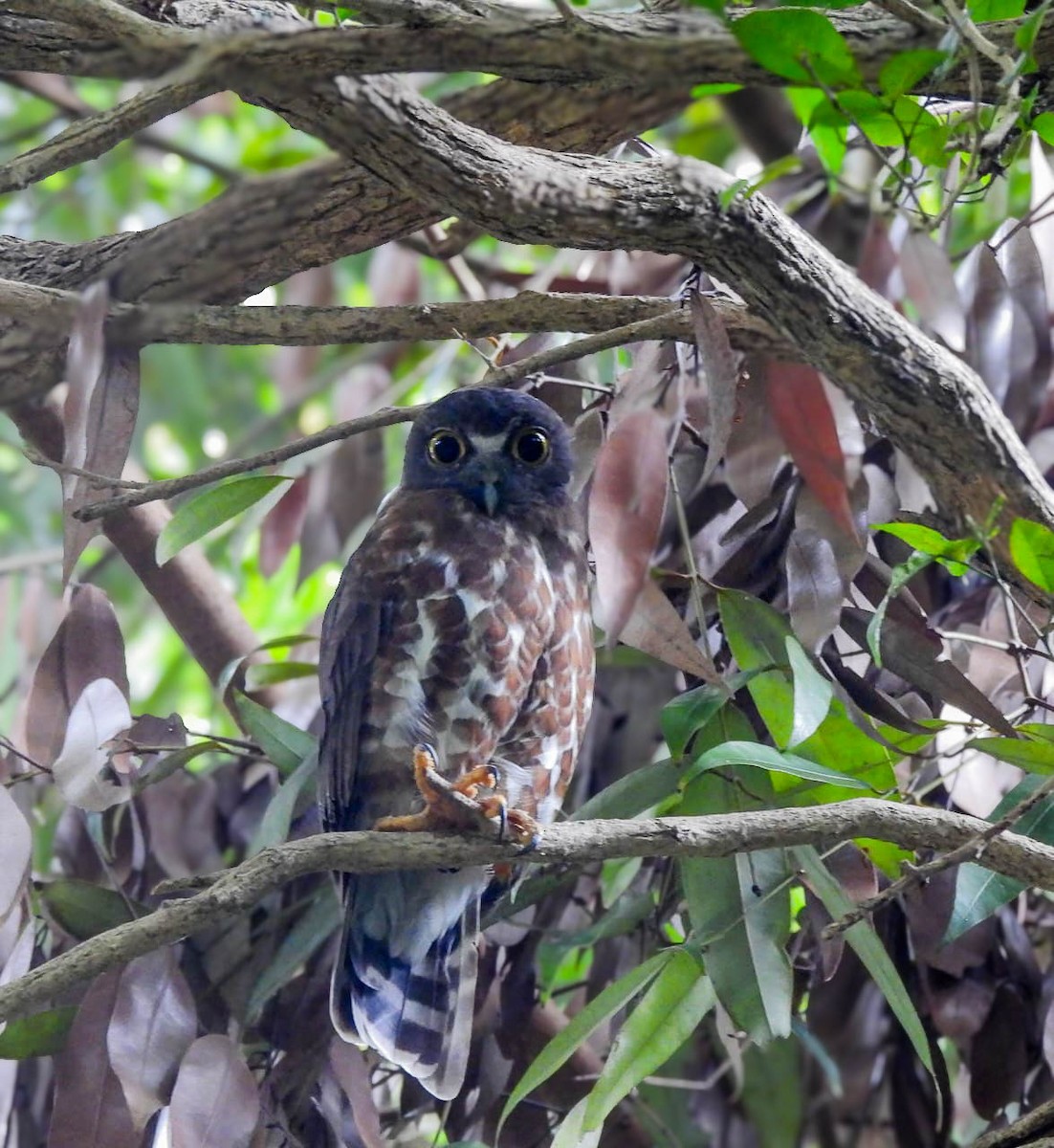 Brown Boobook - ML645381581