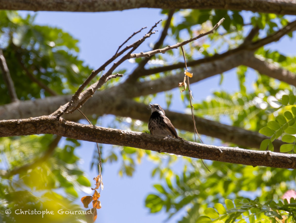 Supertramp Fantail - ML645381582