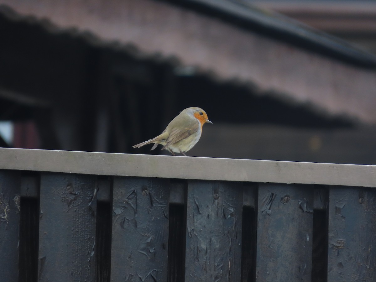 European Robin - ML645381594