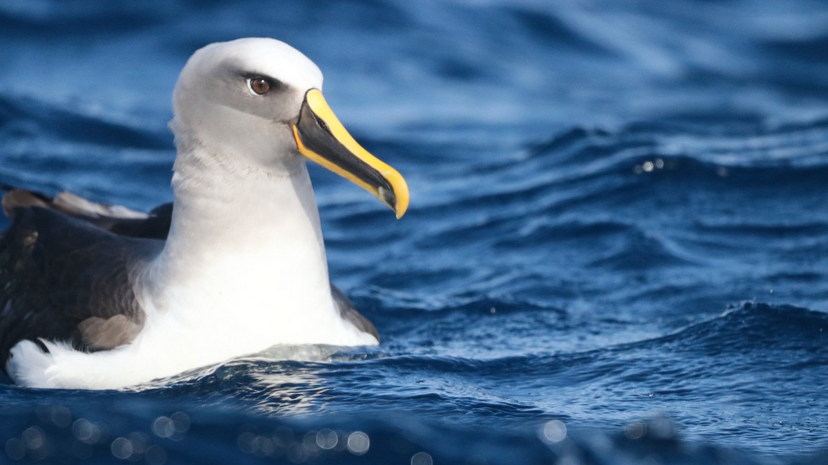 Buller's Albatross - ML645381596