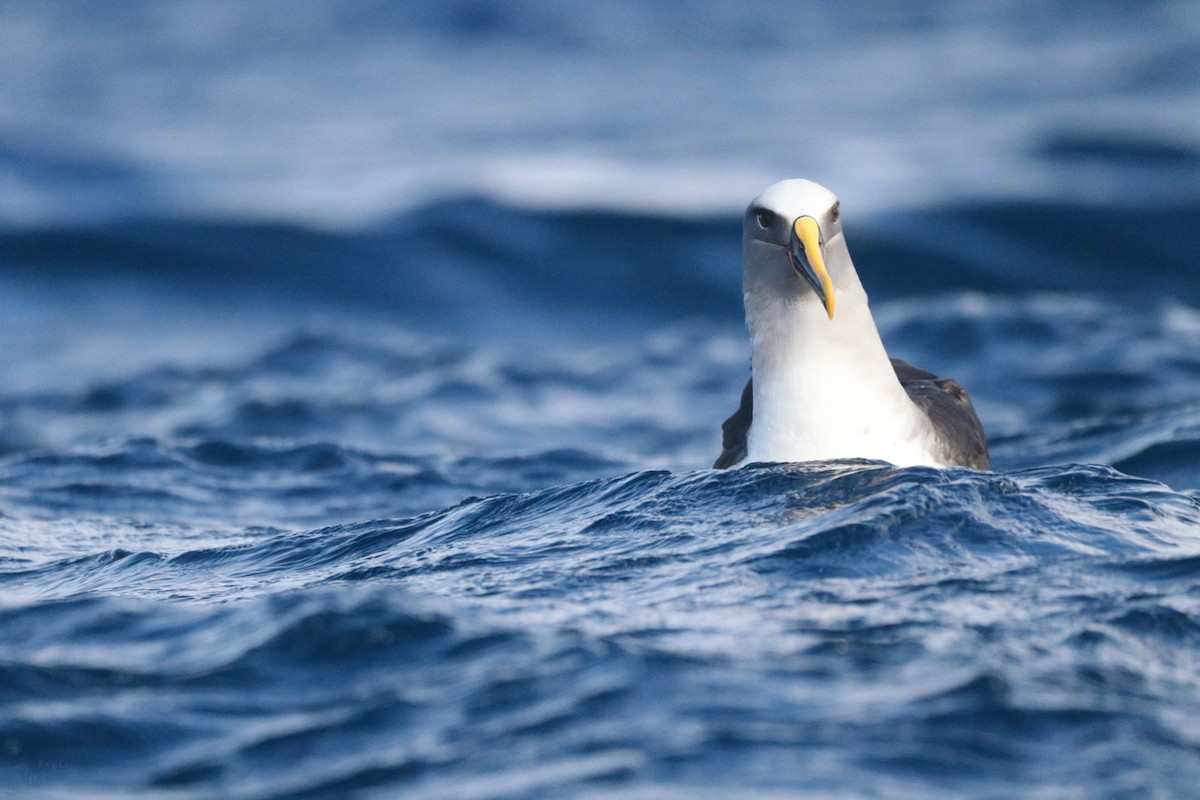 Buller's Albatross - ML645381597