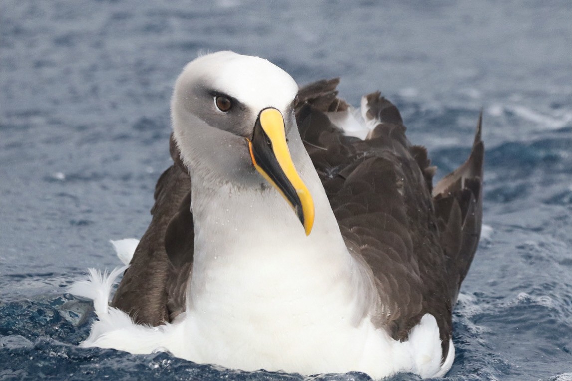 Buller's Albatross - ML645381598