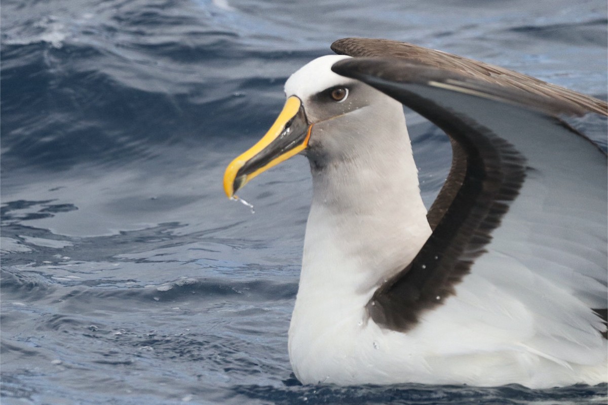 Buller's Albatross - ML645381599