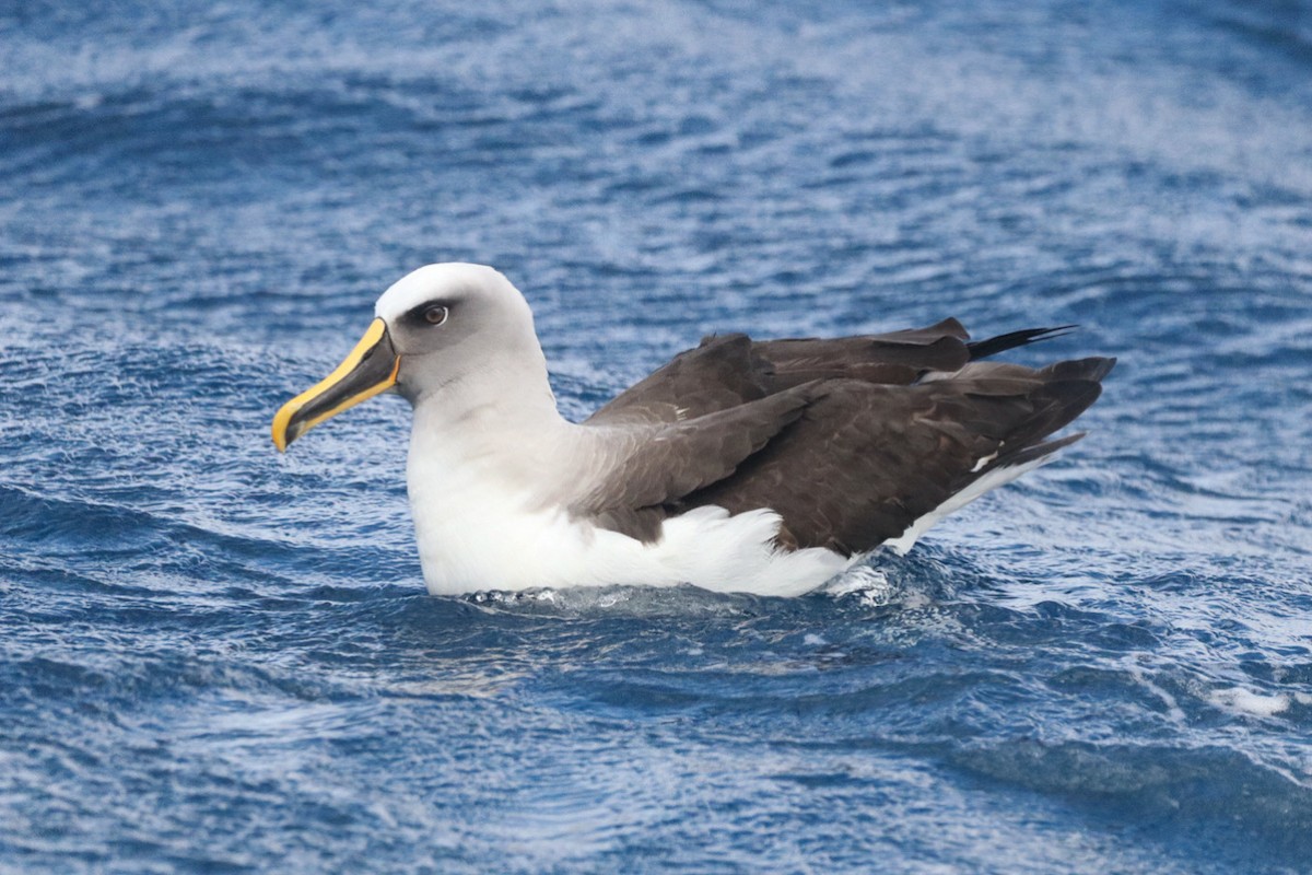 Buller's Albatross - ML645381600
