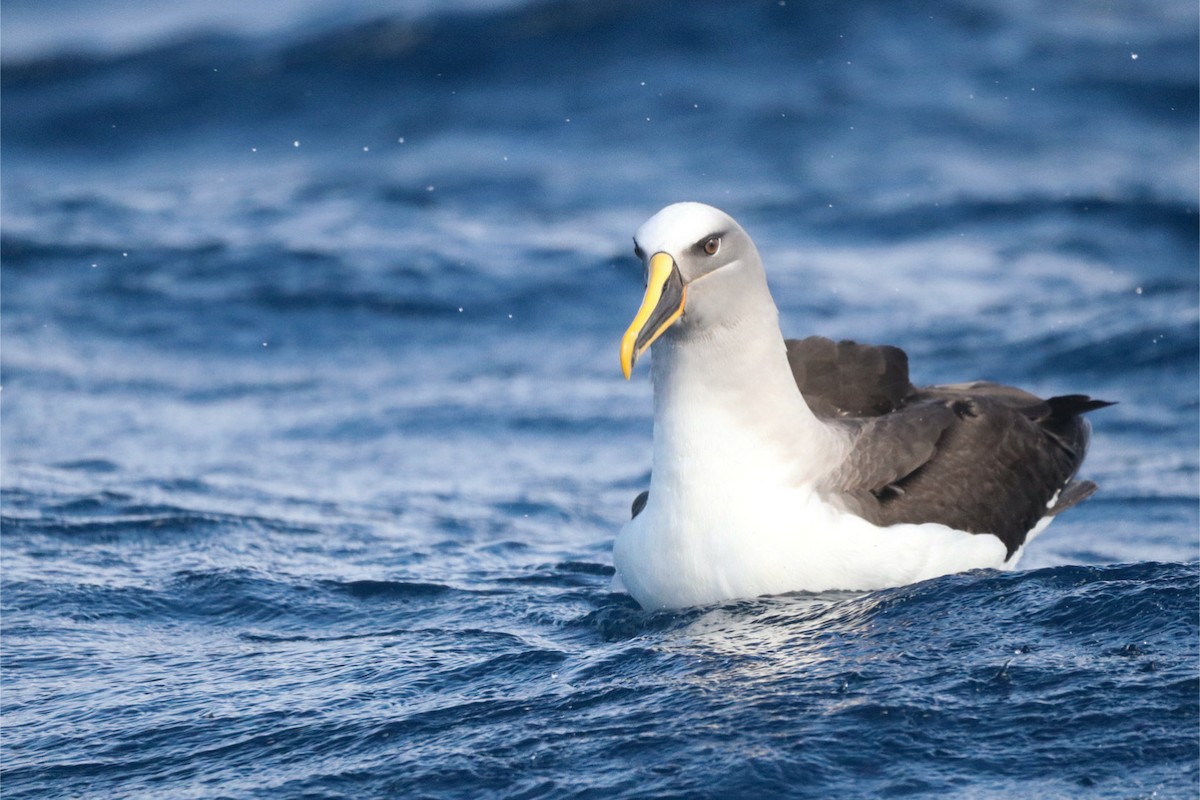 Buller's Albatross - ML645381601