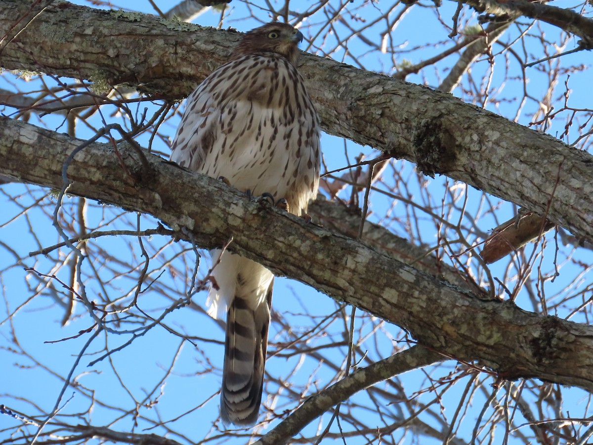 Яструб чорноголовий - ML645381610