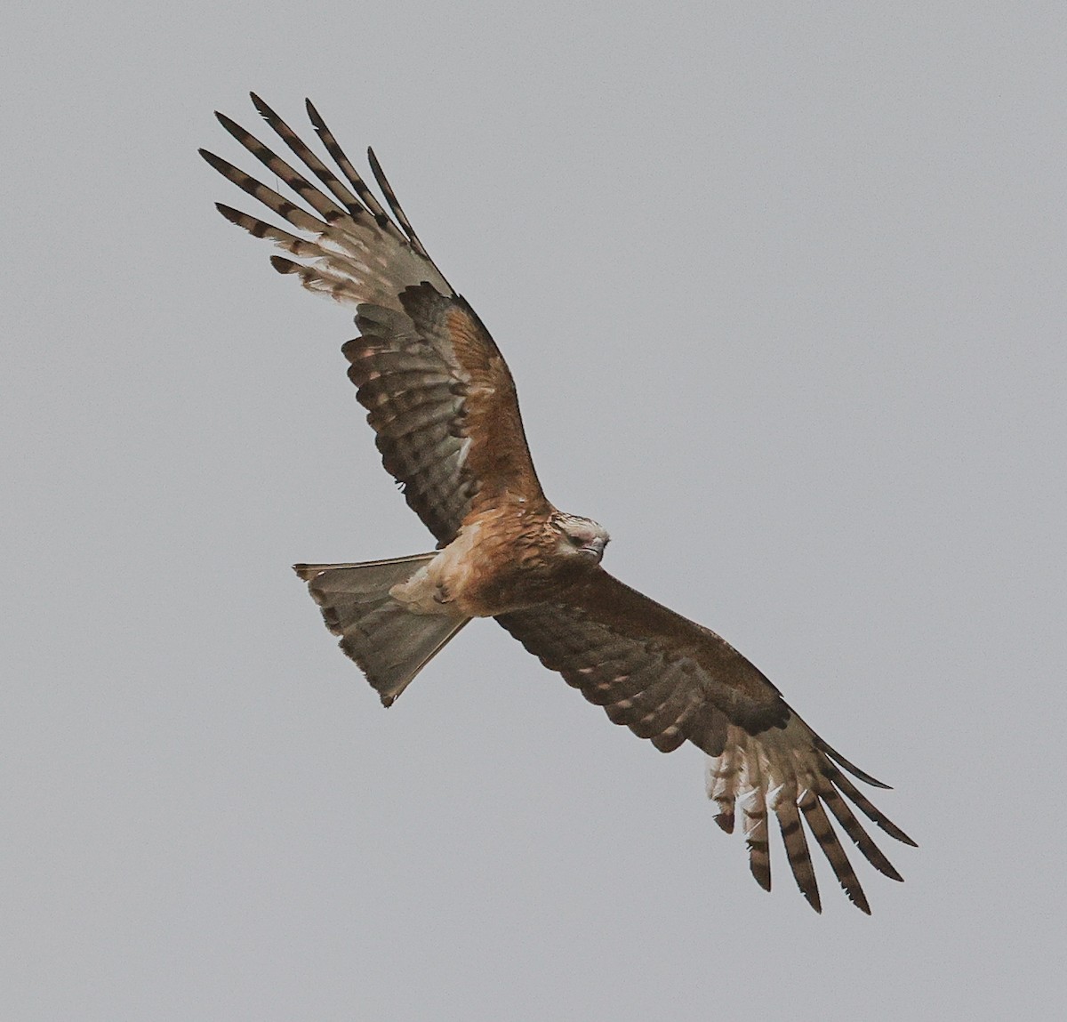 Чубатый коршун - ML645381612