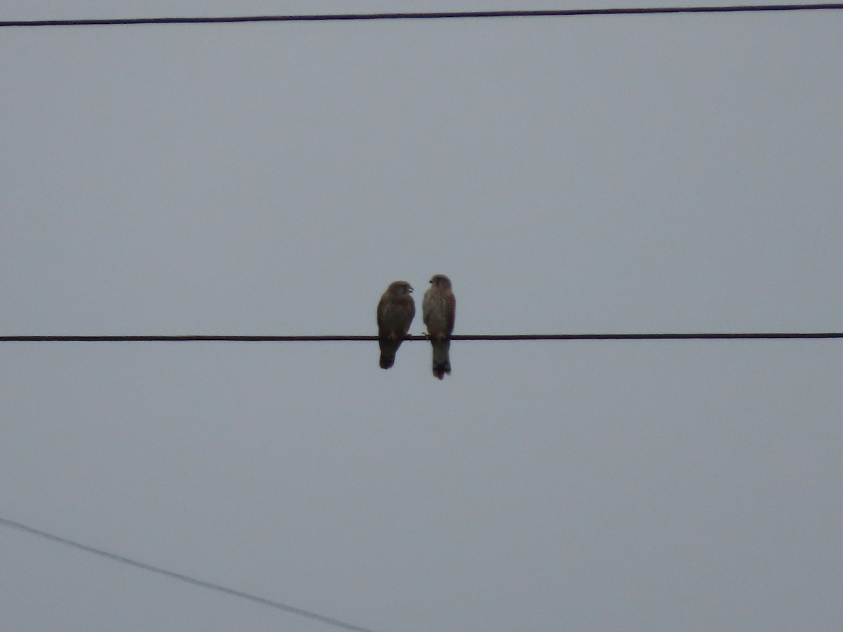 Eurasian Kestrel - ML645381617