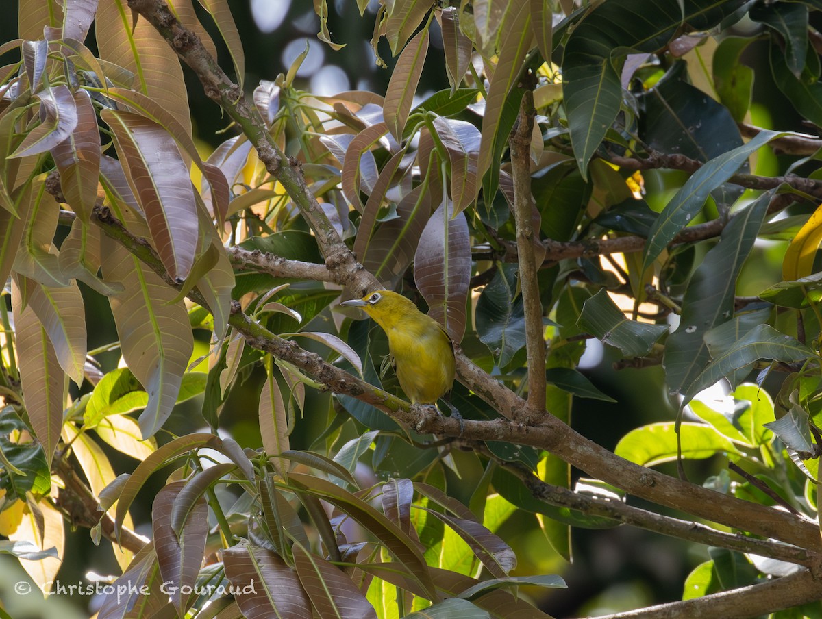 Lemon-bellied White-eye - ML645381618