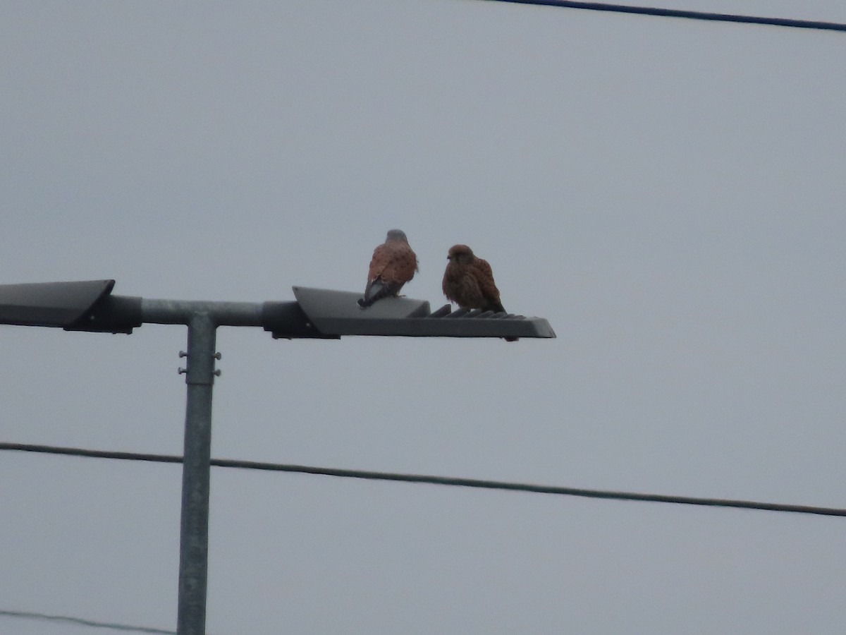 Eurasian Kestrel - ML645381620