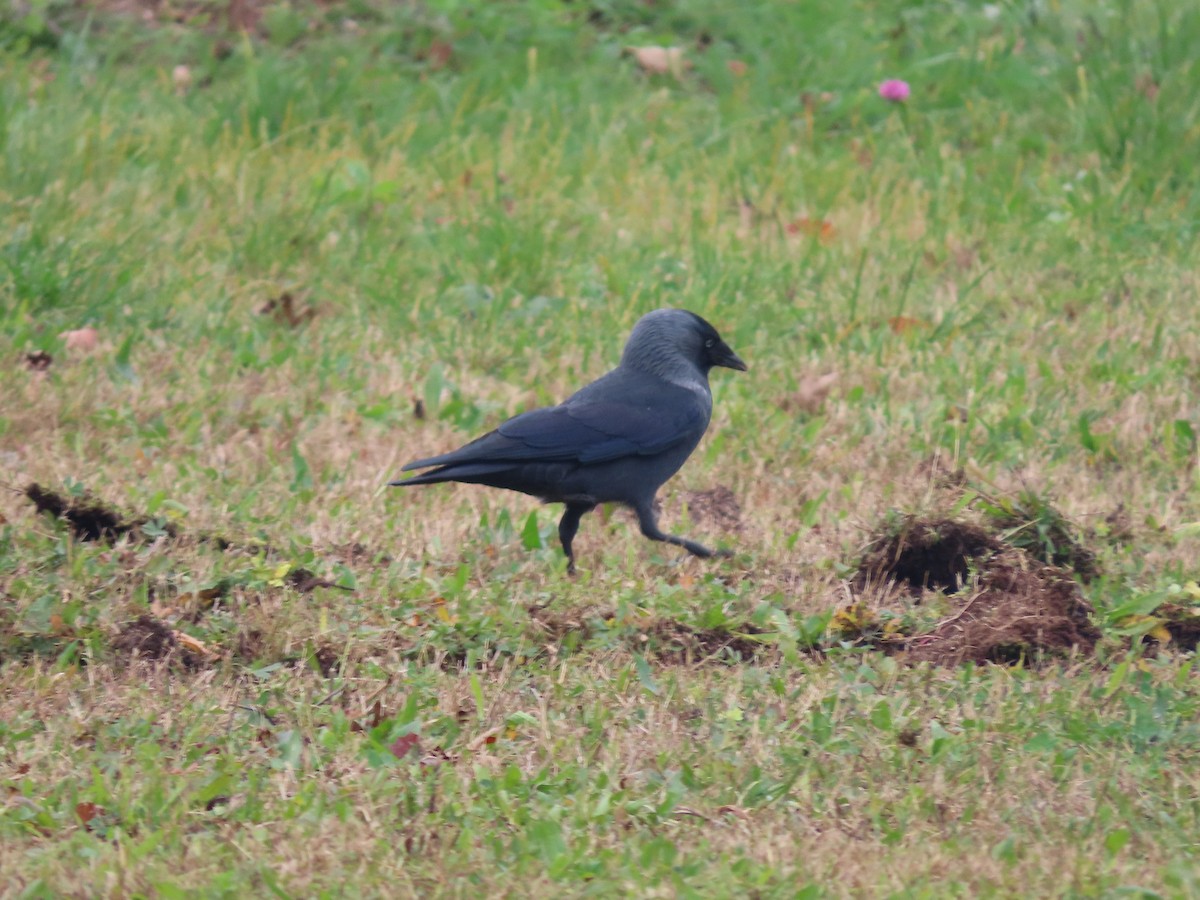 Eurasian Jackdaw - ML645381627