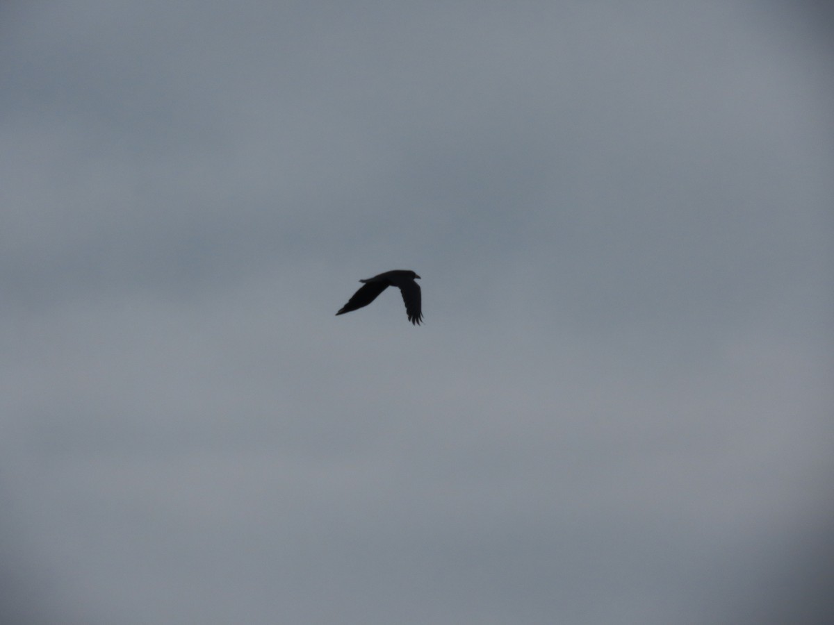 Ekin Kargası - ML645381632