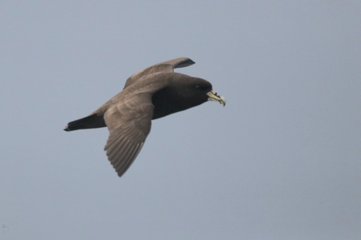 White-chinned Petrel - ML645381633
