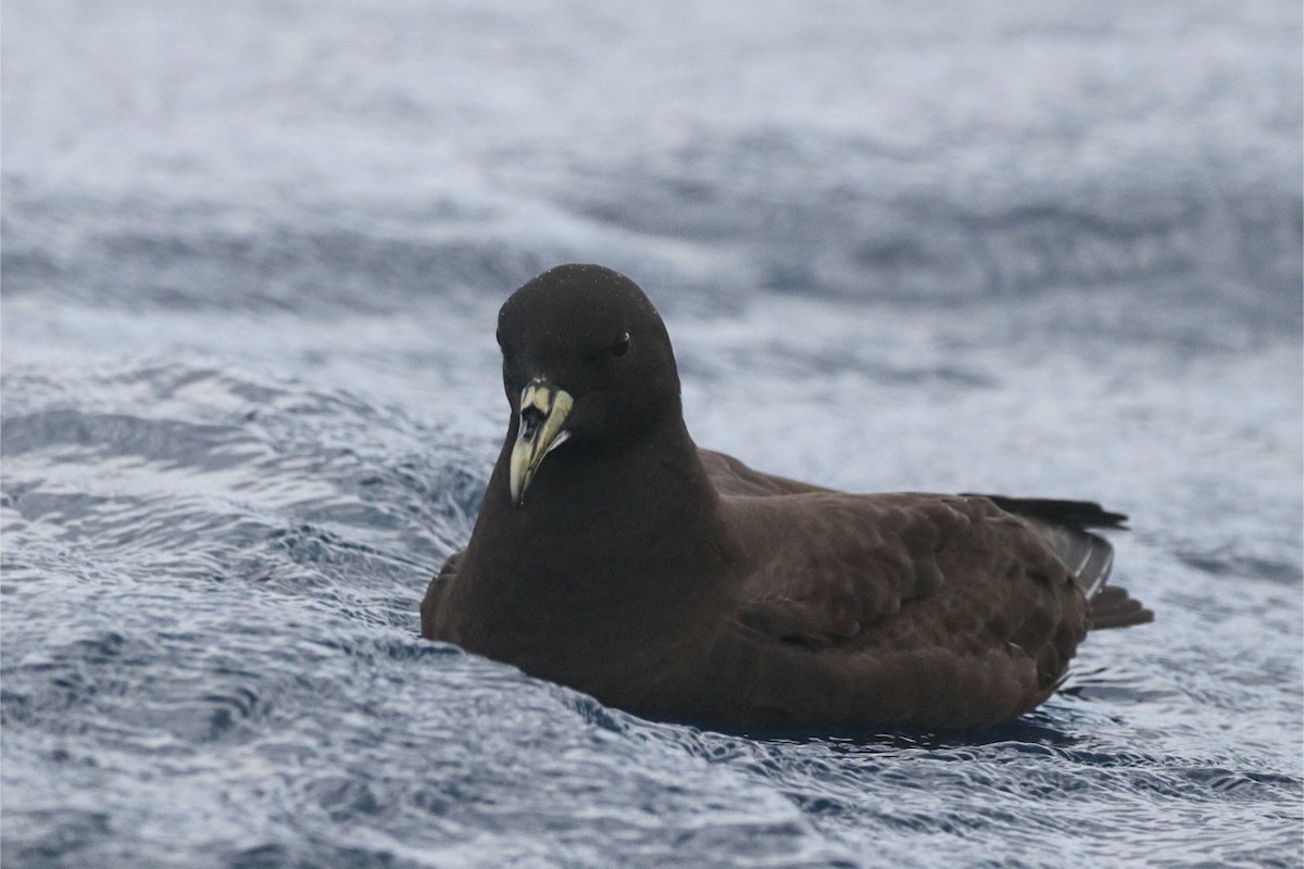 White-chinned Petrel - ML645381634