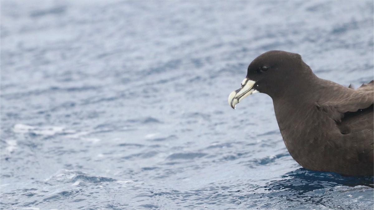 White-chinned Petrel - ML645381635