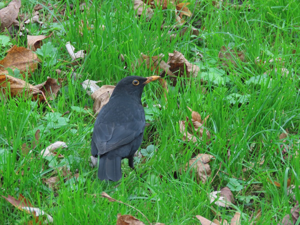 Eurasian Blackbird - ML645381644