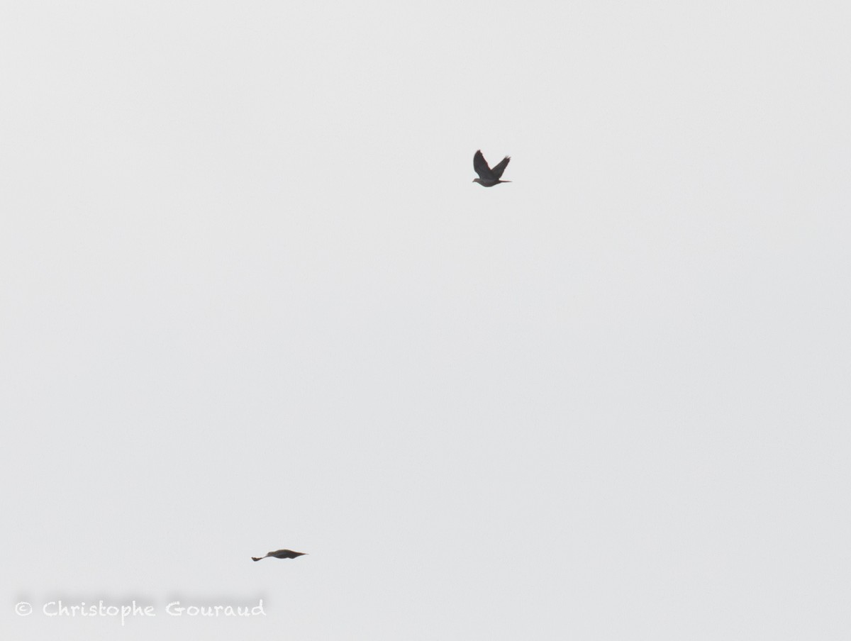 Sundafruchttaube - ML645381646