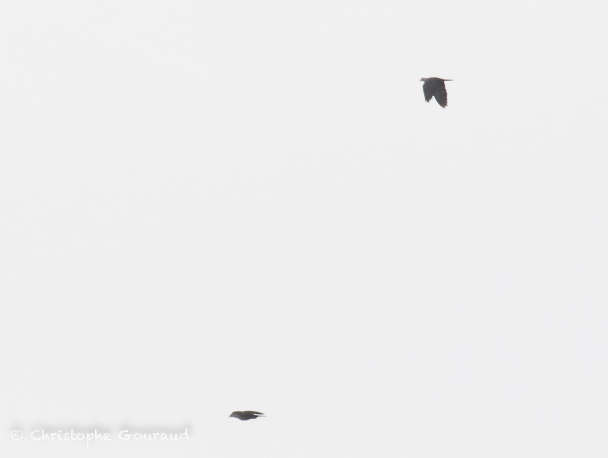 Sundafruchttaube - ML645381647