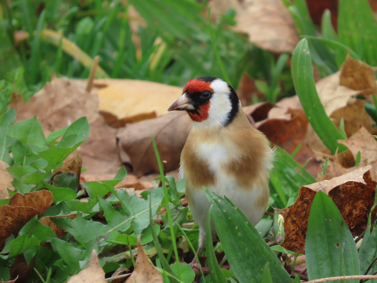 European Goldfinch - ML645381660