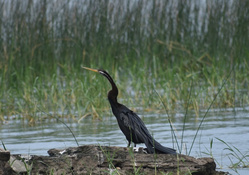 orientslangehals - ML645381661