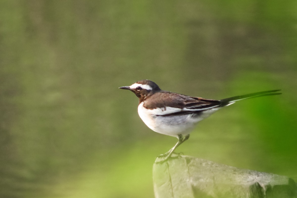 Bergeronnette indienne - ML645381662