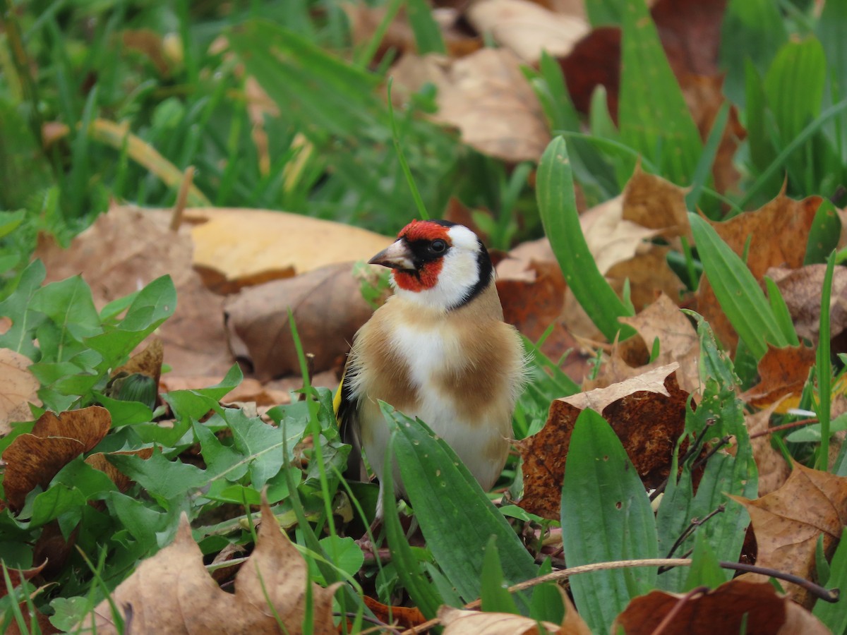 European Goldfinch - ML645381667