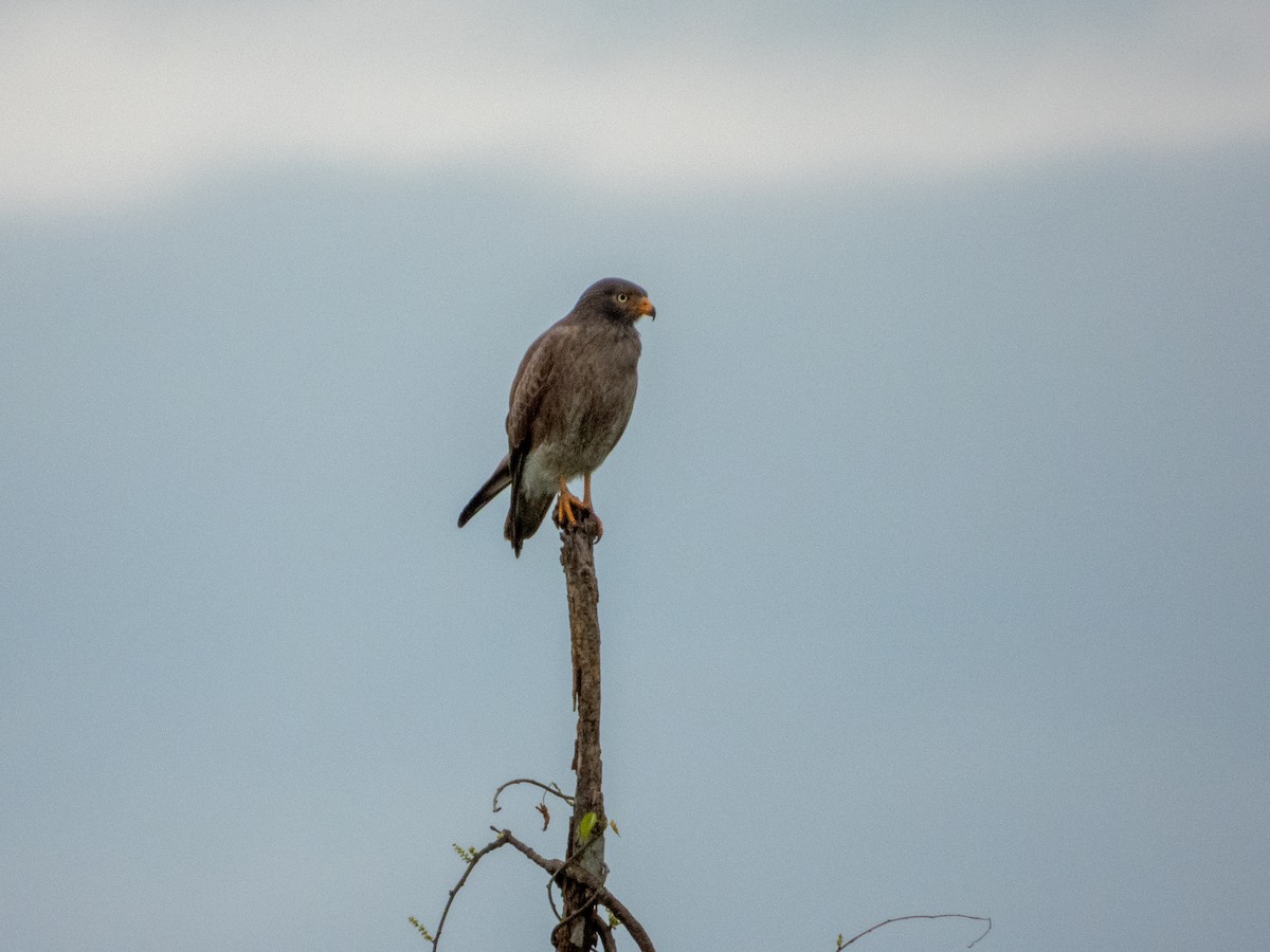 Rufous-winged Buzzard - ML645381683