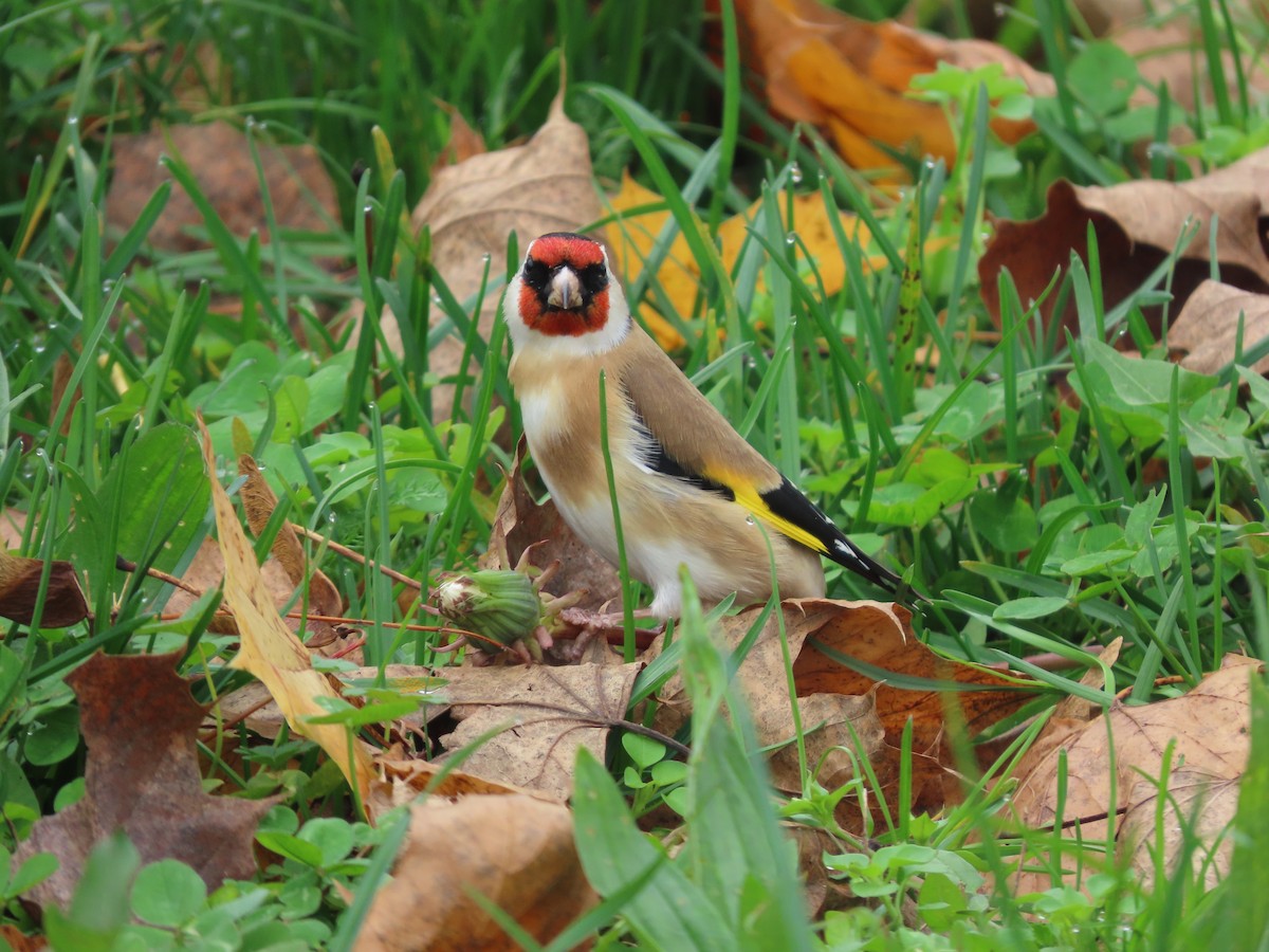 European Goldfinch - ML645381684