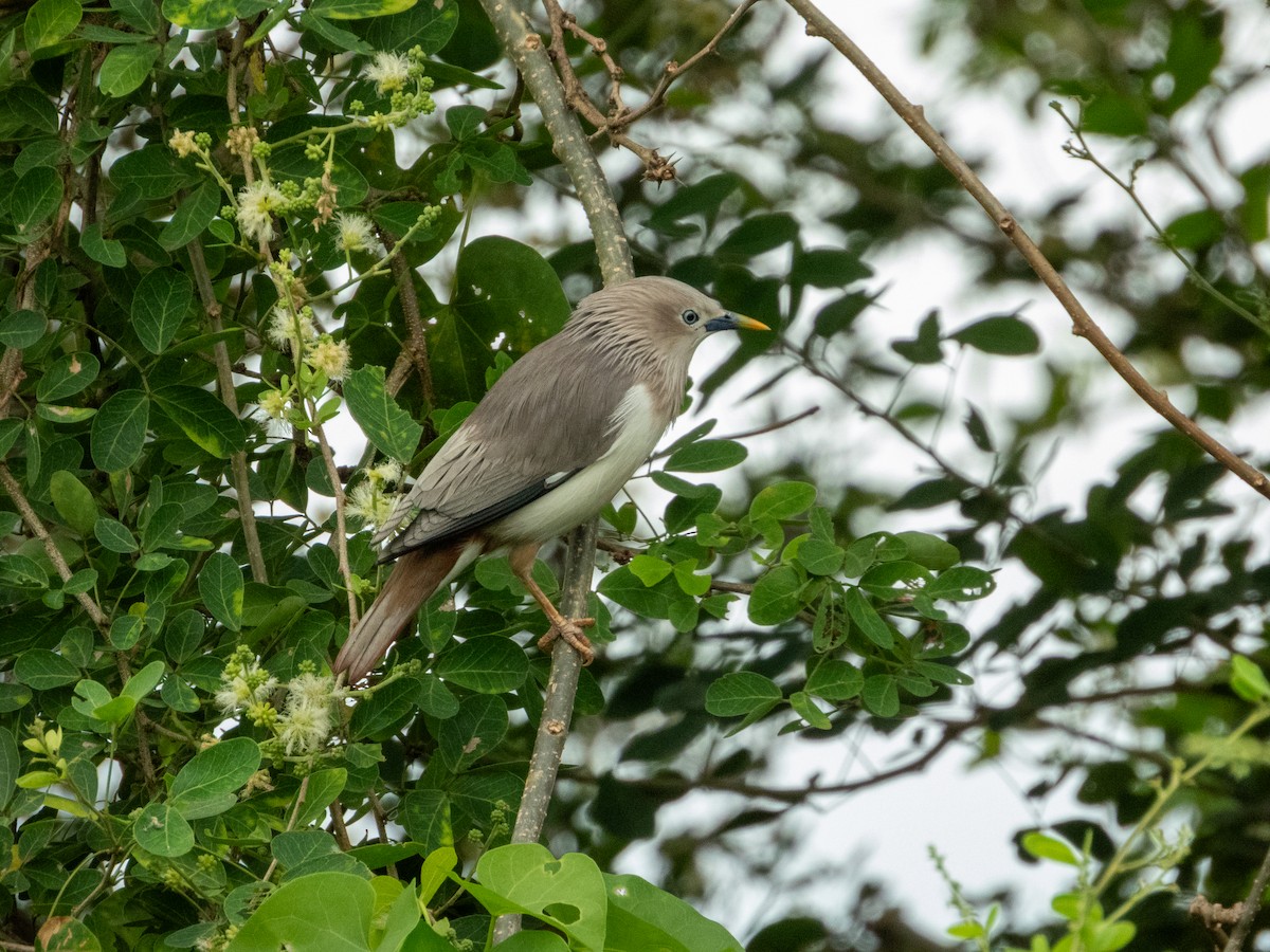 灰頭椋鳥 - ML645381689