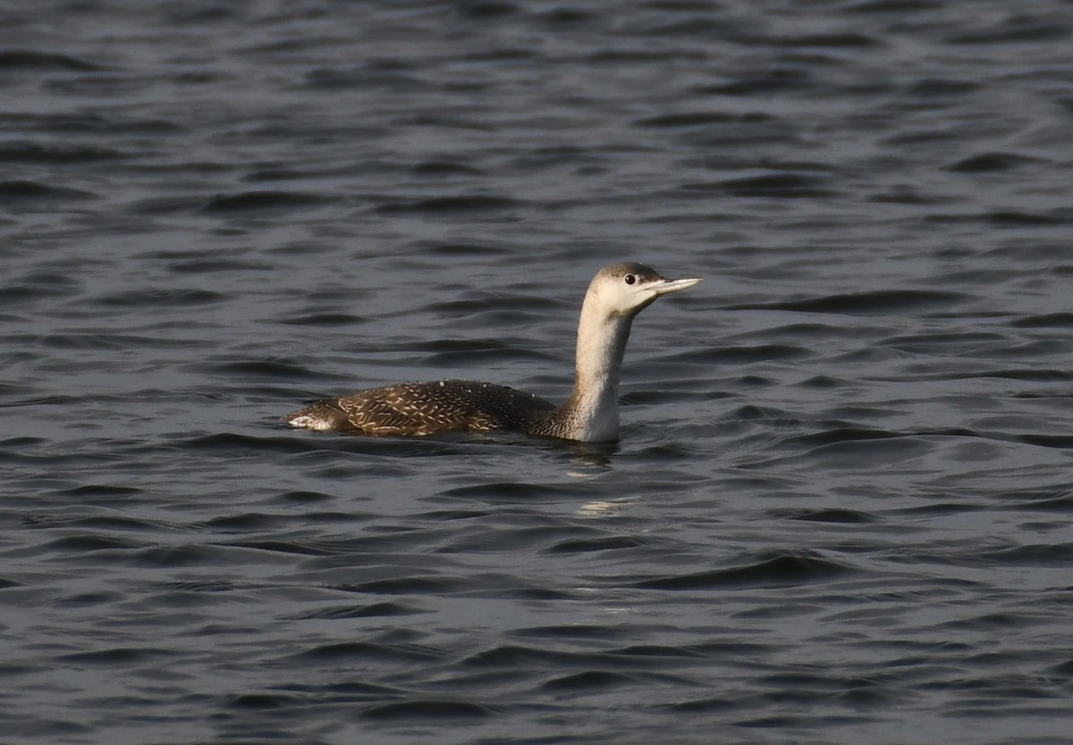 Plongeon catmarin - ML645381694