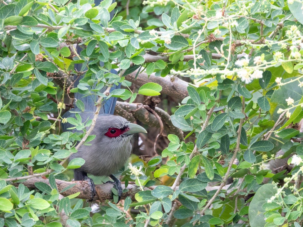 Green-billed Malkoha - ML645381695