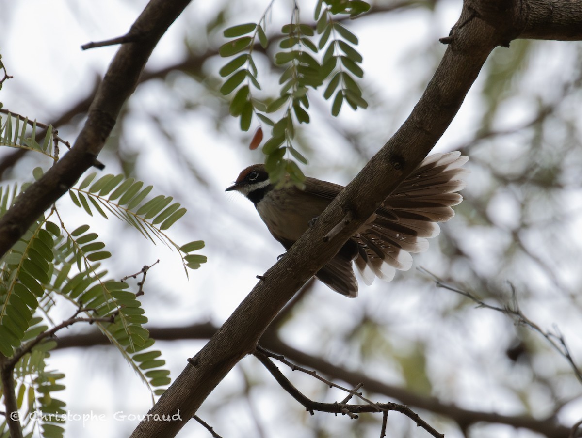 Supertramp Fantail - ML645381711