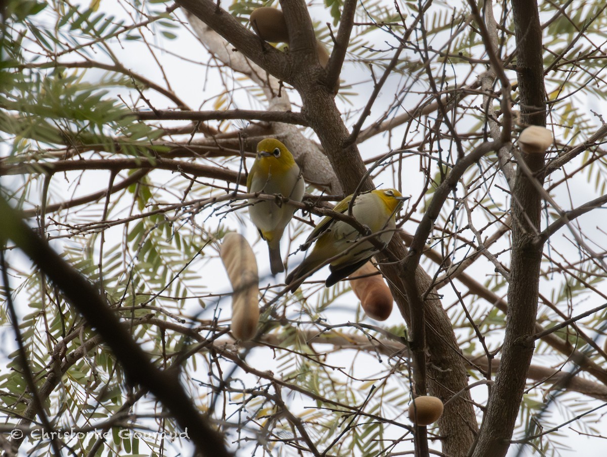 Ashy-bellied White-eye - ML645381713
