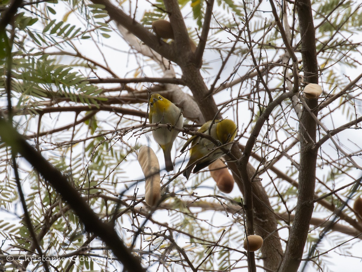 Ashy-bellied White-eye - ML645381714