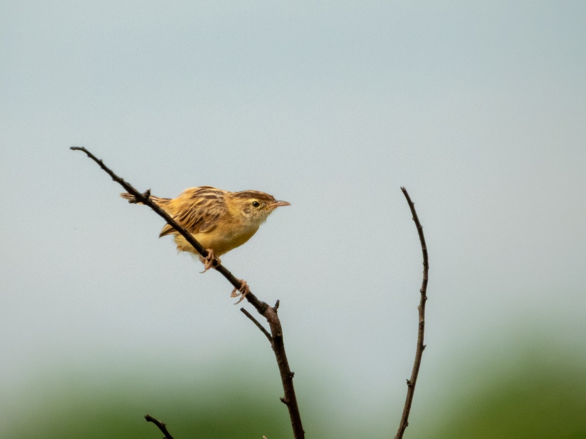 棕扇尾鶯 - ML645381715