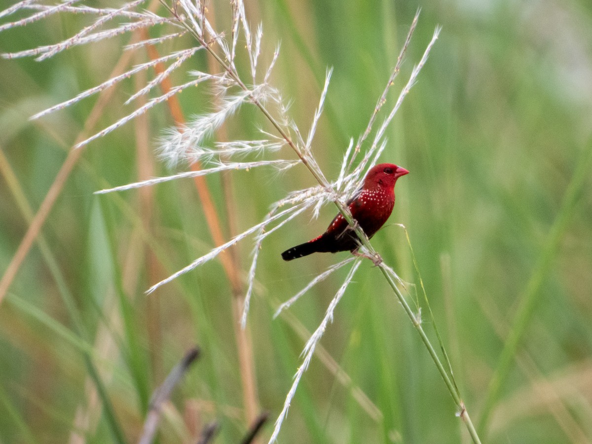 Red Avadavat - ML645381721