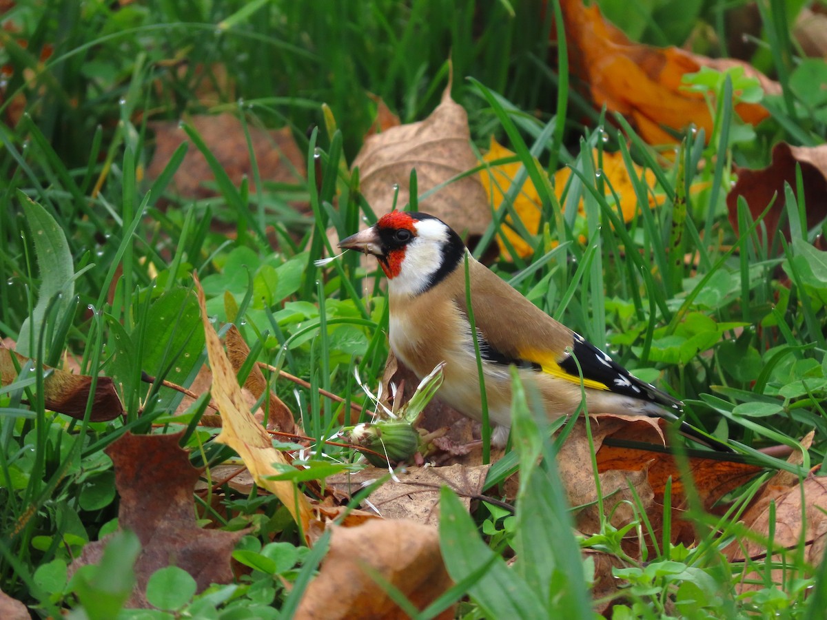 European Goldfinch - ML645381722