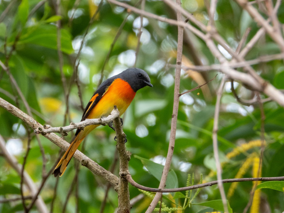 Small Minivet - ML645381733