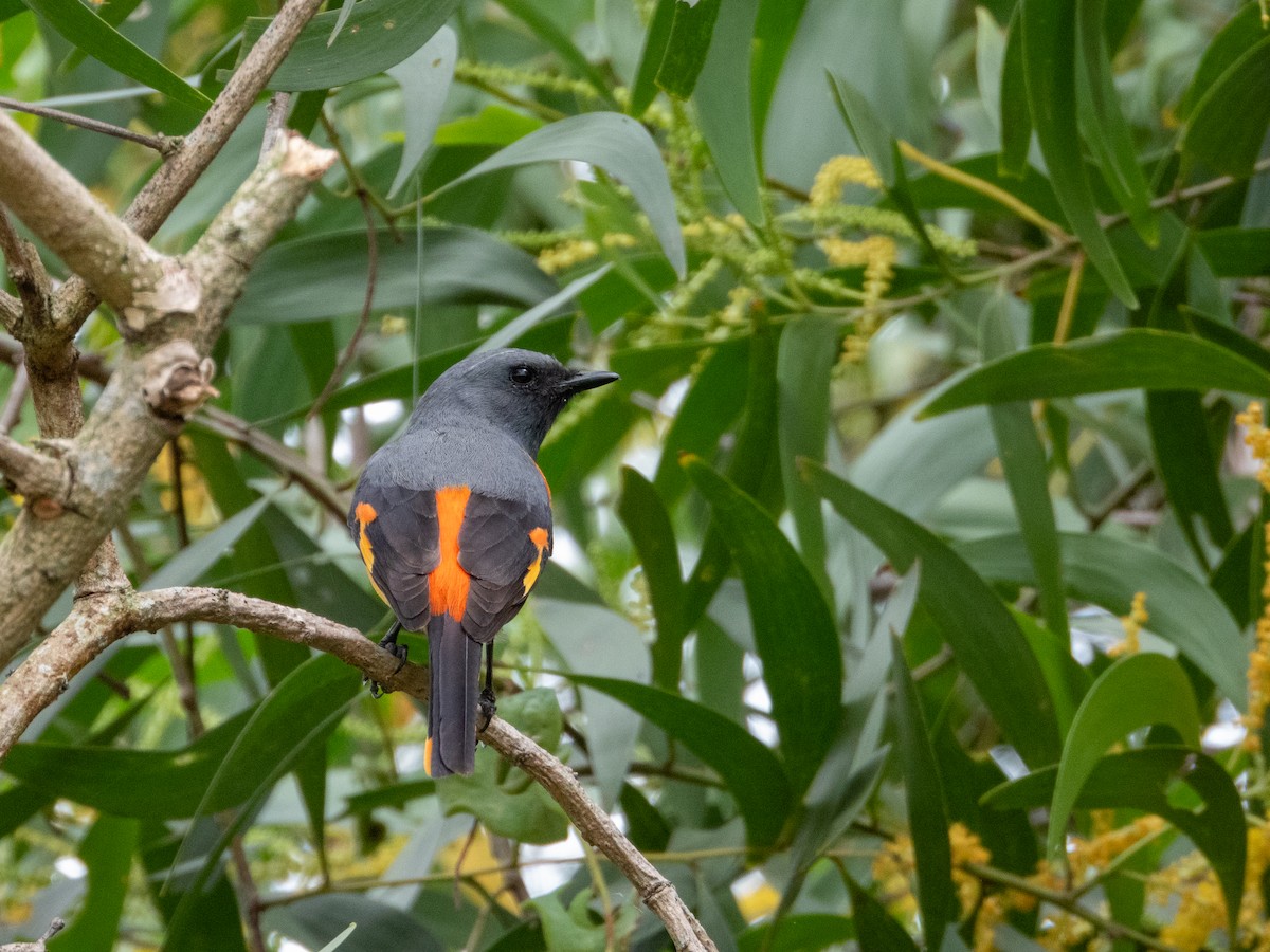 Small Minivet - ML645381735