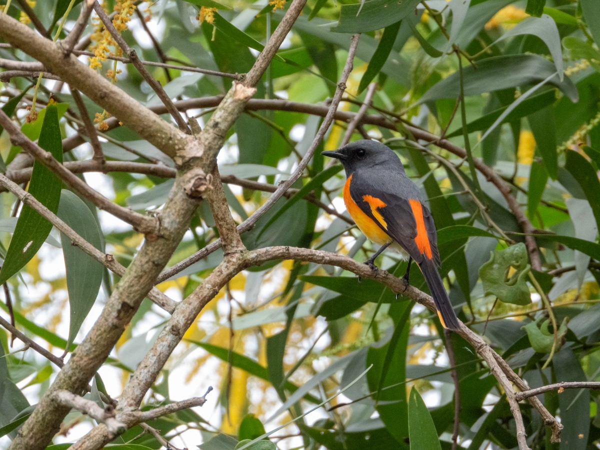 Small Minivet - ML645381737