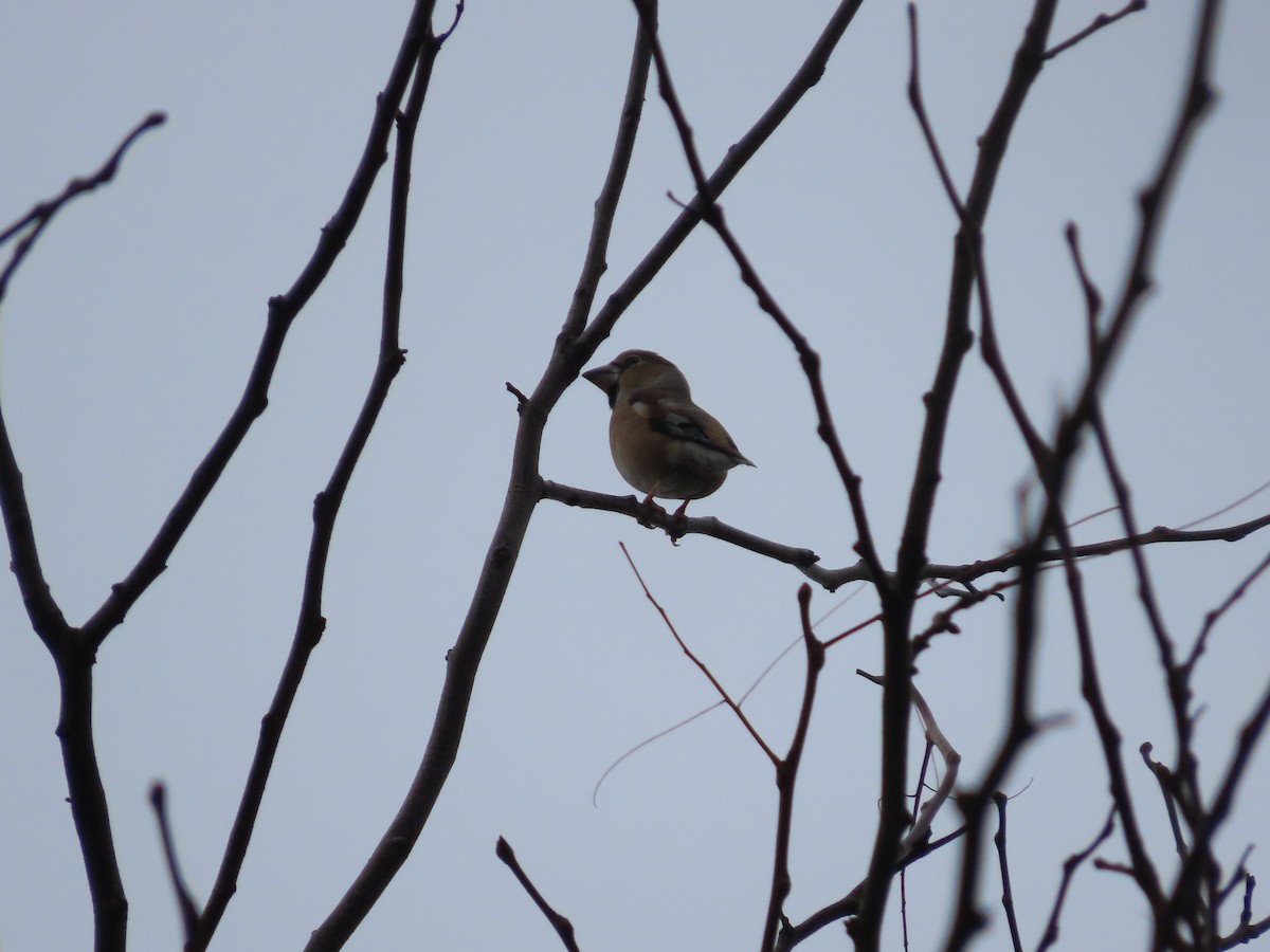 Hawfinch - ML645381738