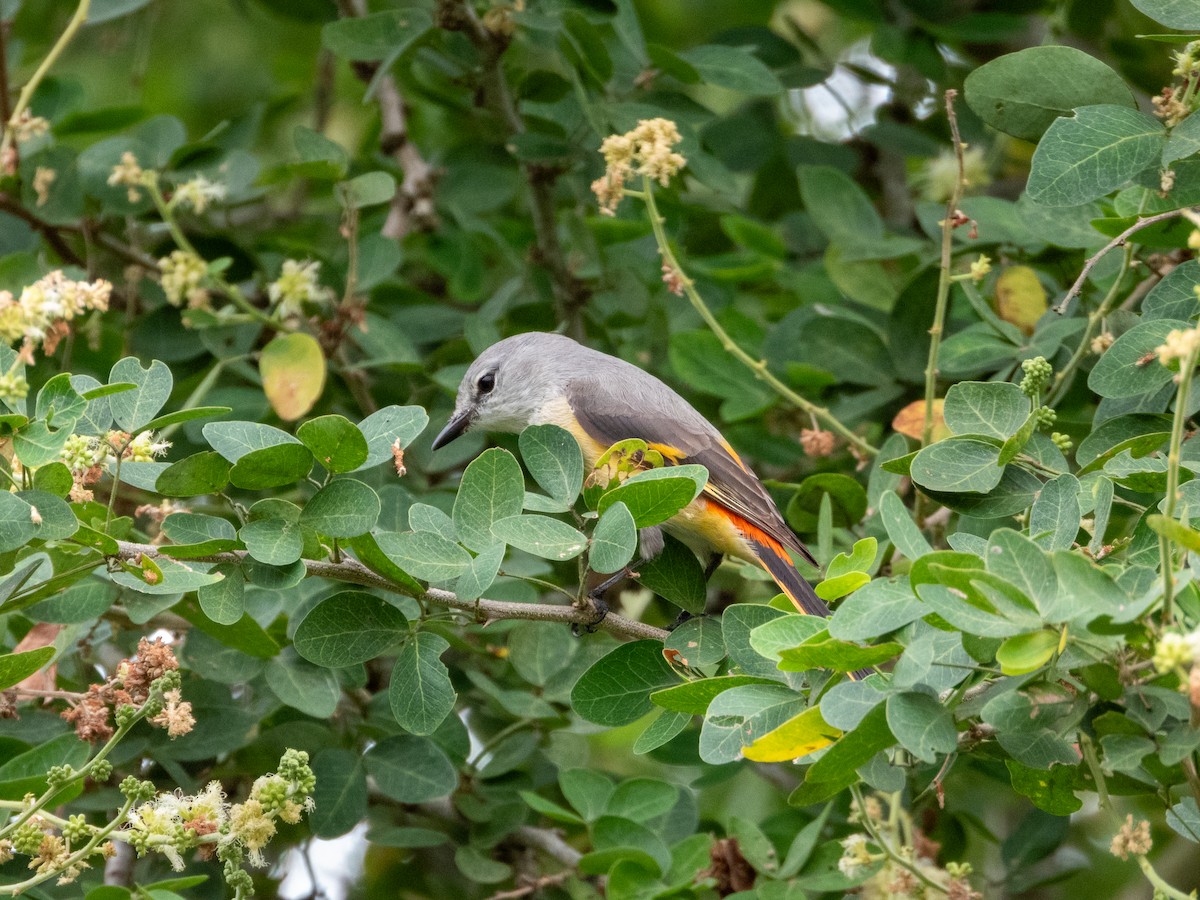 Small Minivet - ML645381742