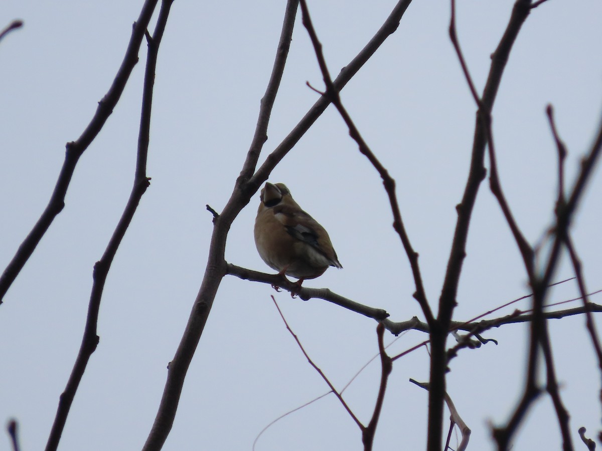 Hawfinch - ML645381743