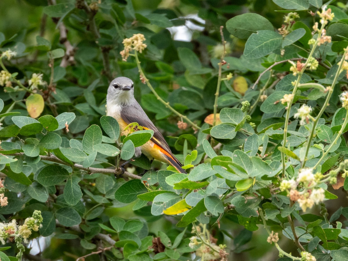 Small Minivet - ML645381745